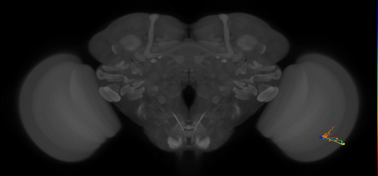 C2_R (MaleCNS:83695)