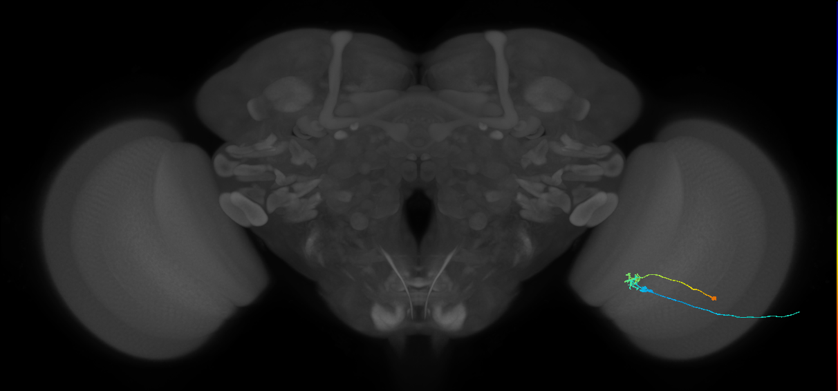 C2_R (MaleCNS:85369)