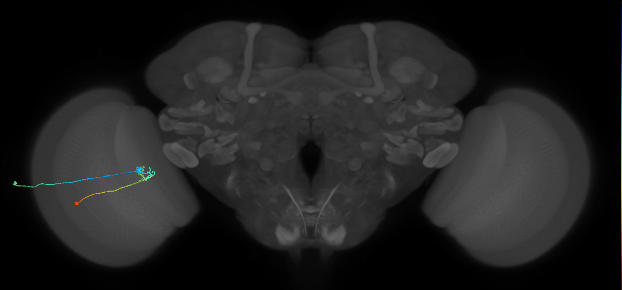 C2_L (MaleCNS:75895)