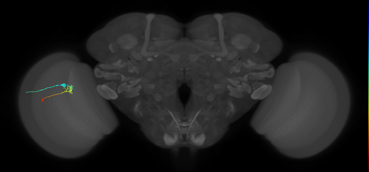 C2_L (MaleCNS:114529)