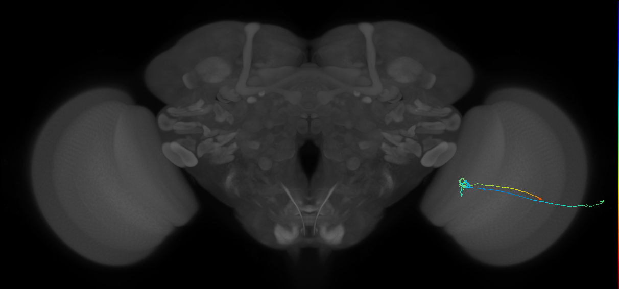 C2_R (MaleCNS:123969)