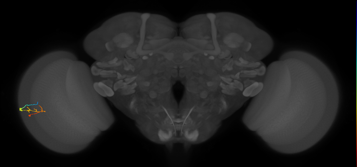 C2_L (MaleCNS:124671)
