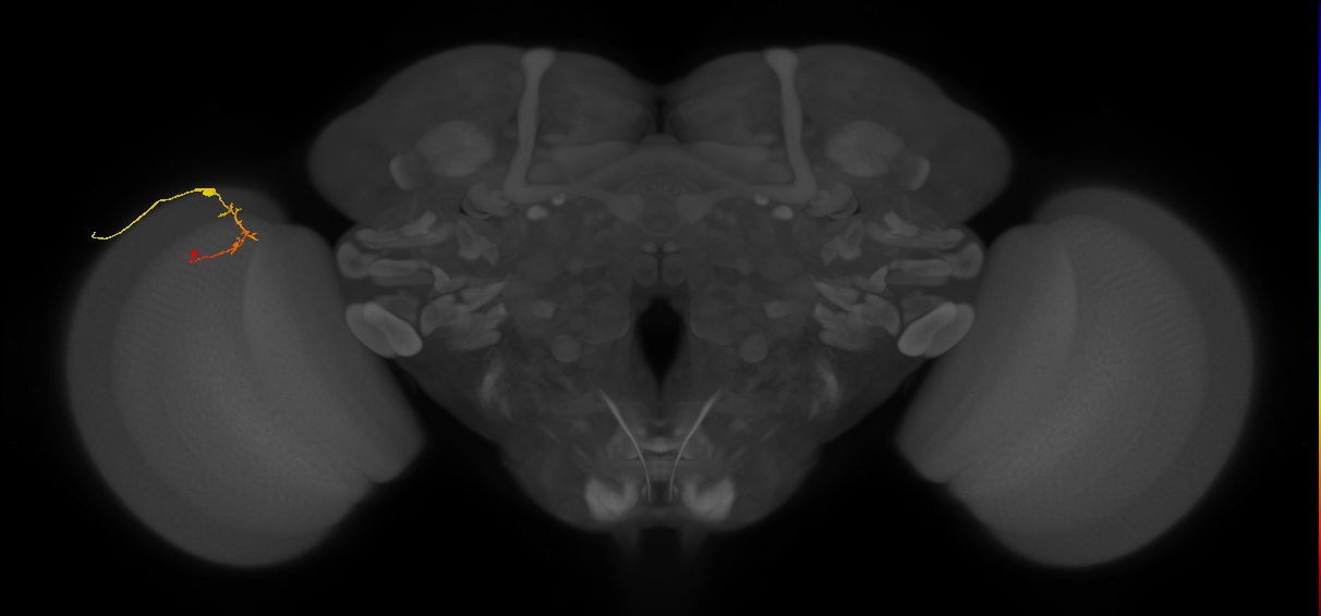 C2_L (MaleCNS:110623)