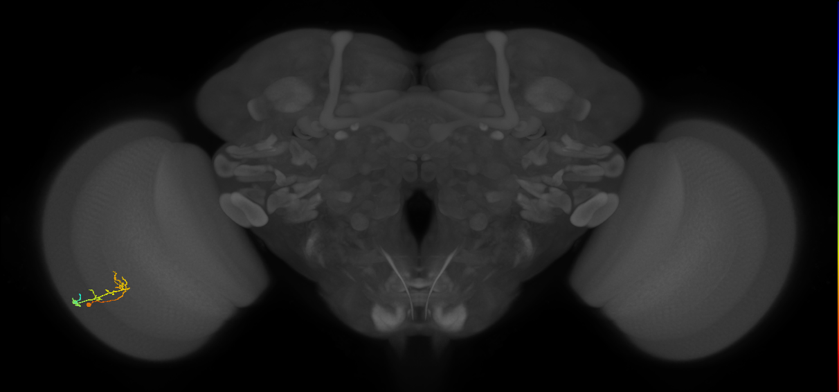C2_L (MaleCNS:141083)