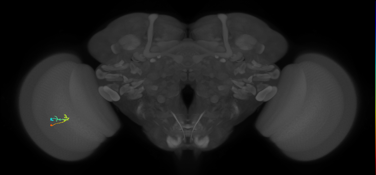 C2_L (MaleCNS:74942)