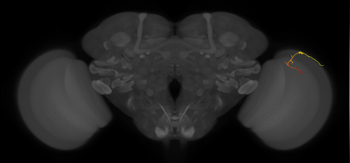 C2_R (MaleCNS:107504)