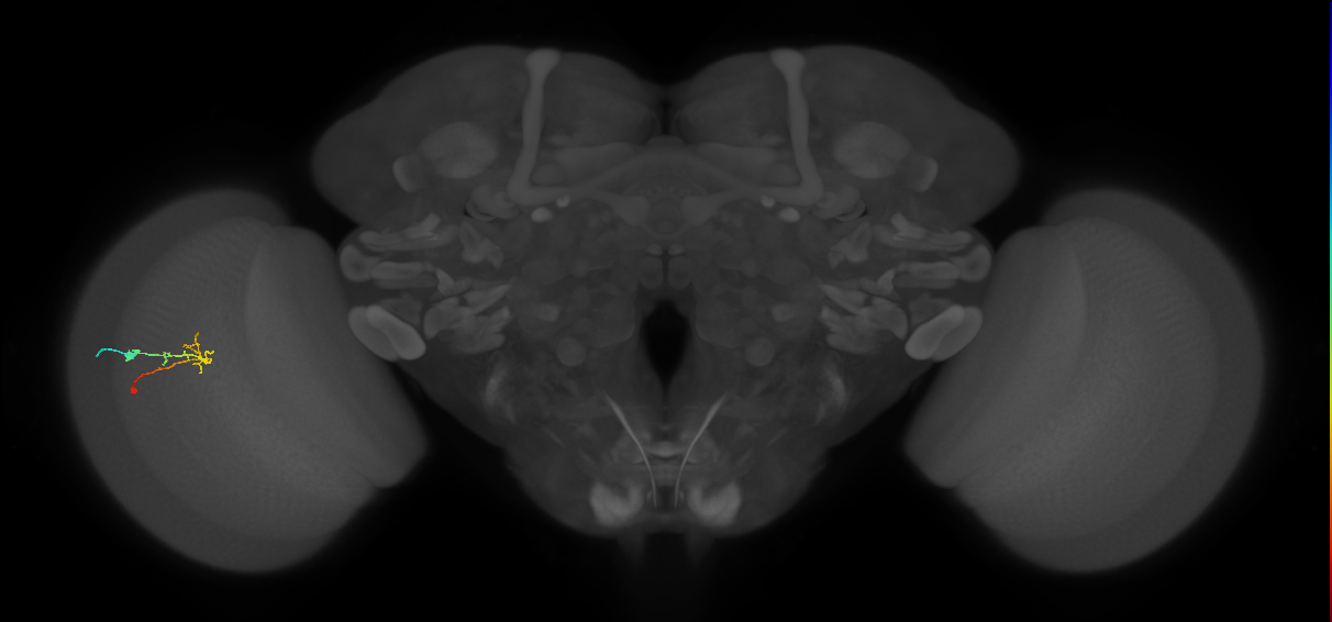 C2_L (MaleCNS:539290)