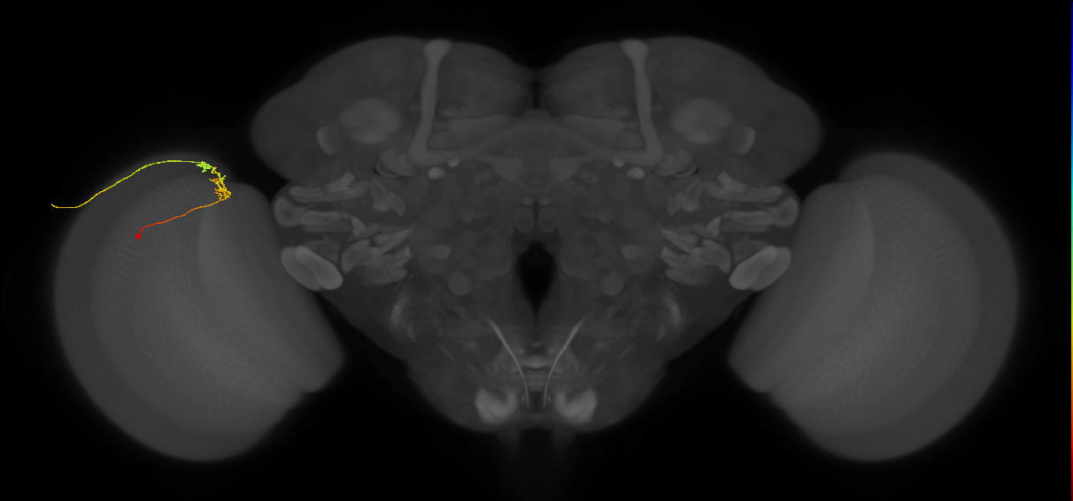 C2_L (MaleCNS:171465)