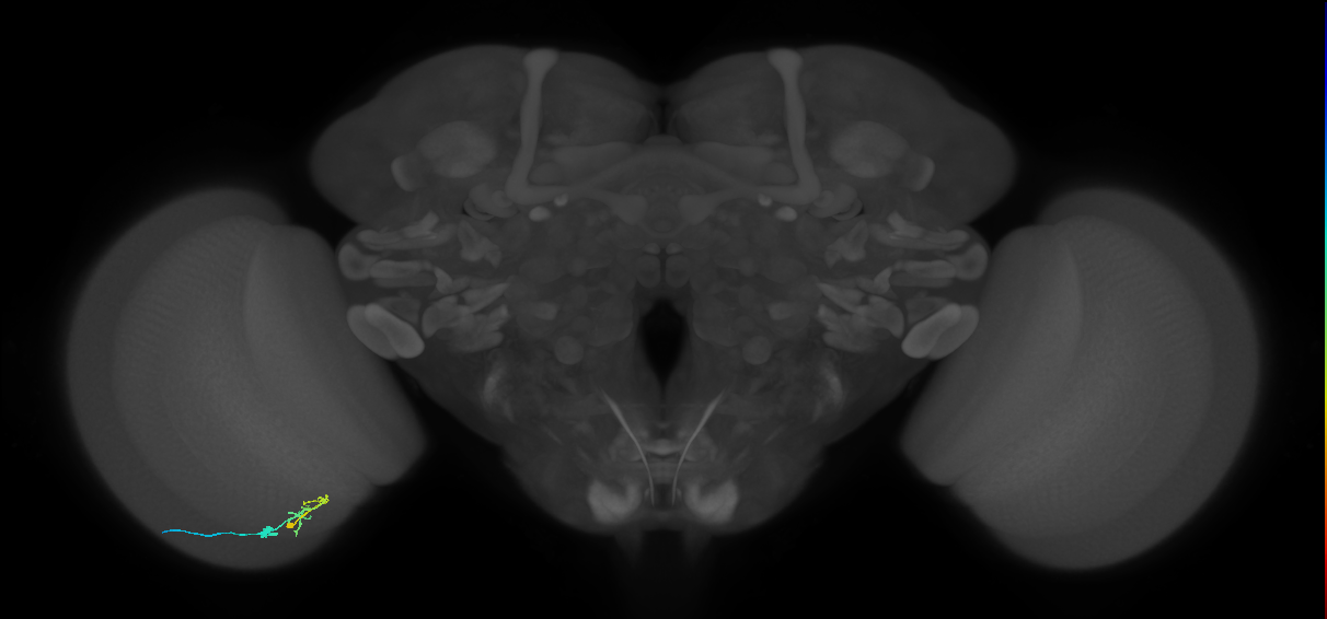 C2_L (MaleCNS:112279)