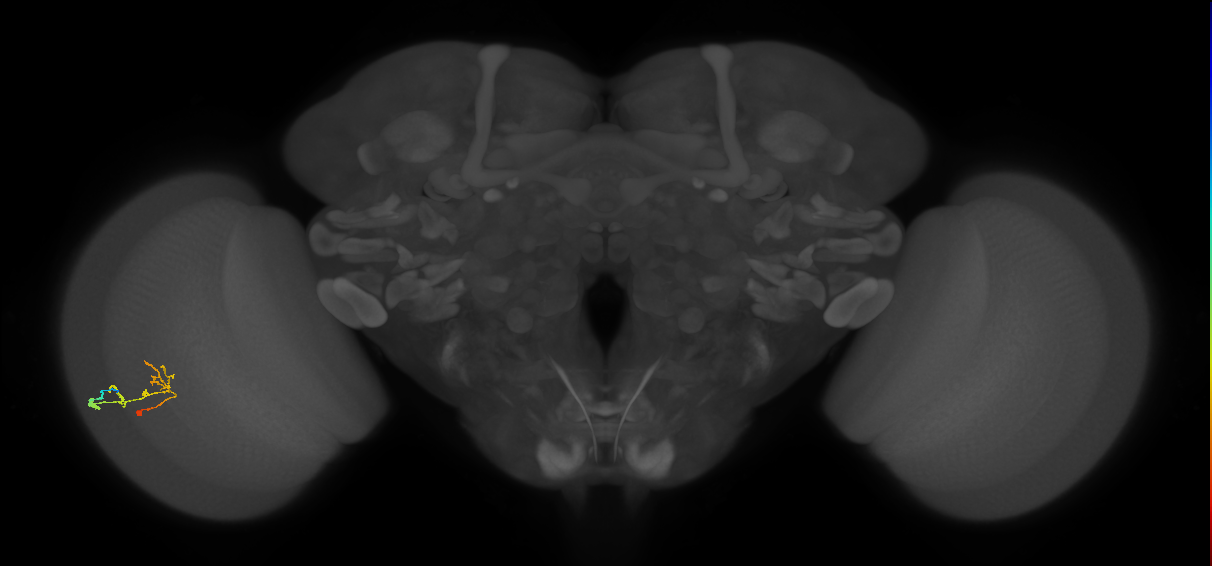 C2_L (MaleCNS:87932)