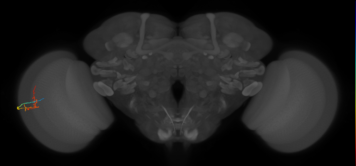 C2_L (MaleCNS:115179)