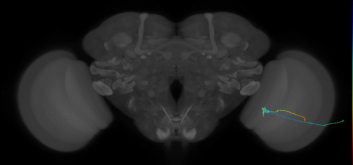 C2_R (MaleCNS:97218)