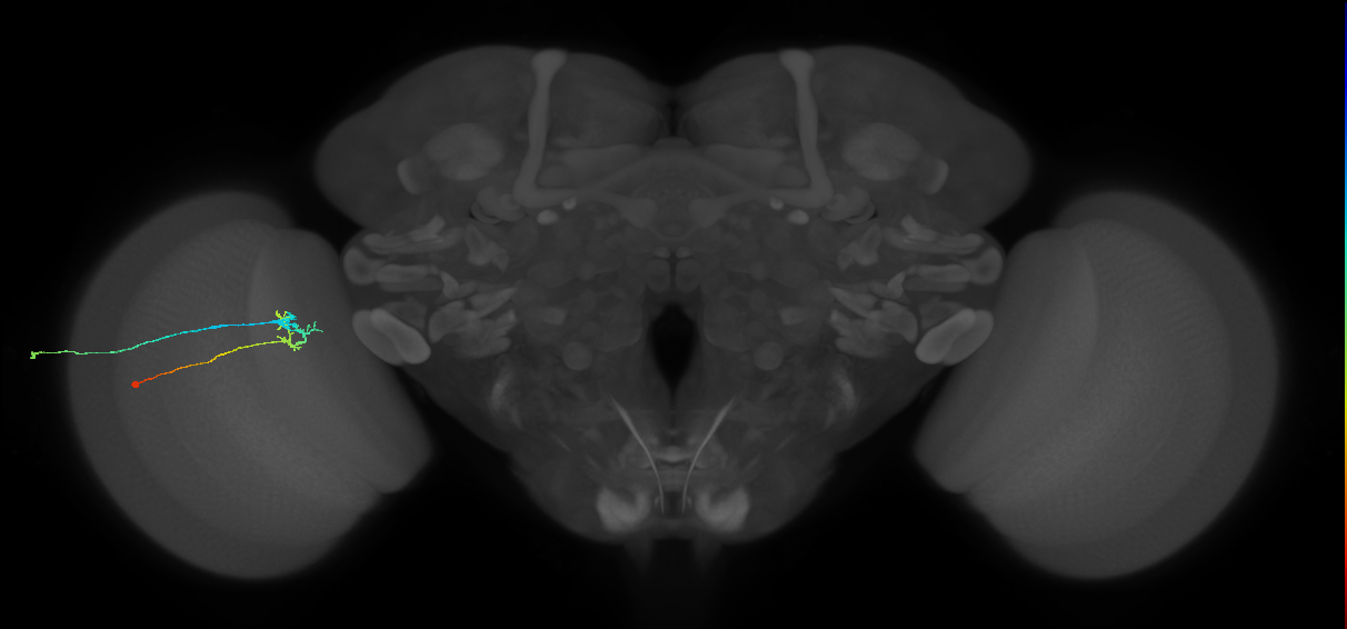 C2_L (MaleCNS:96560)