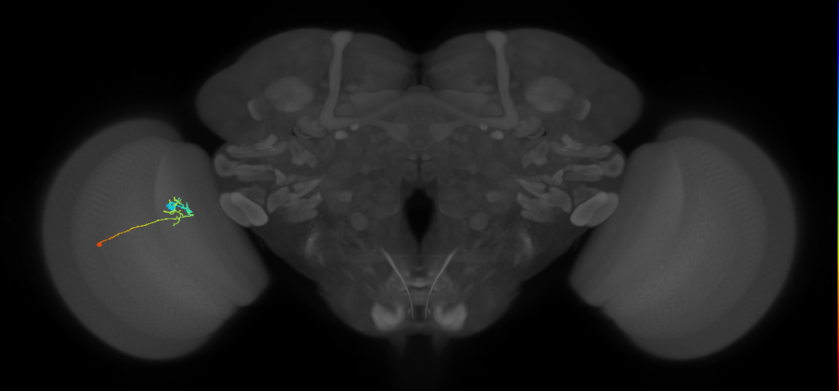 C2_L (MaleCNS:158977)