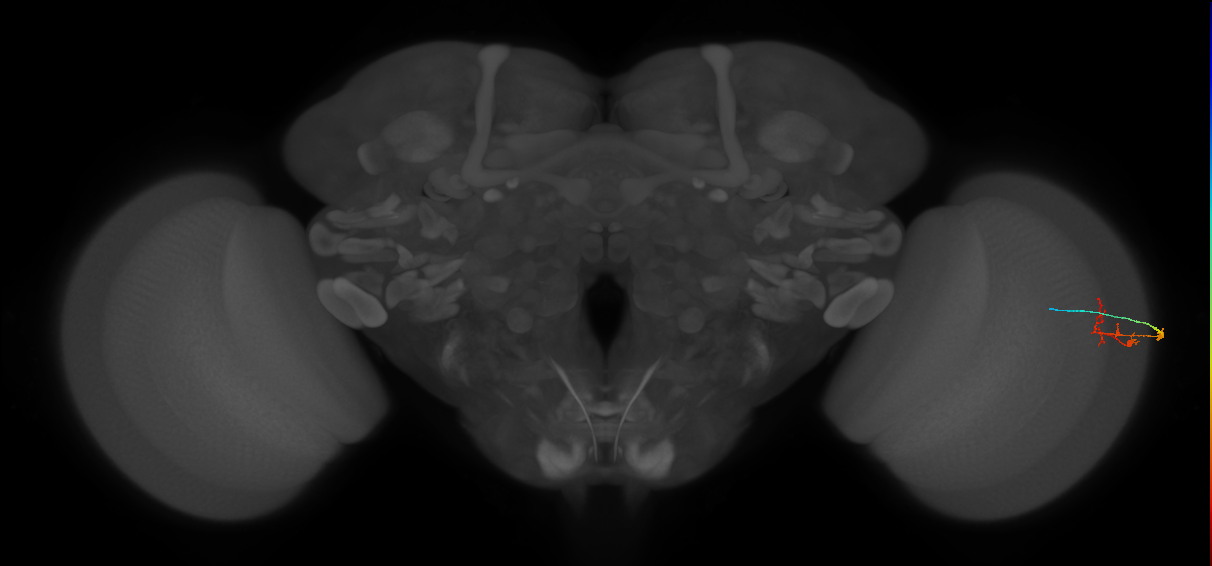 C2_R (MaleCNS:128454)