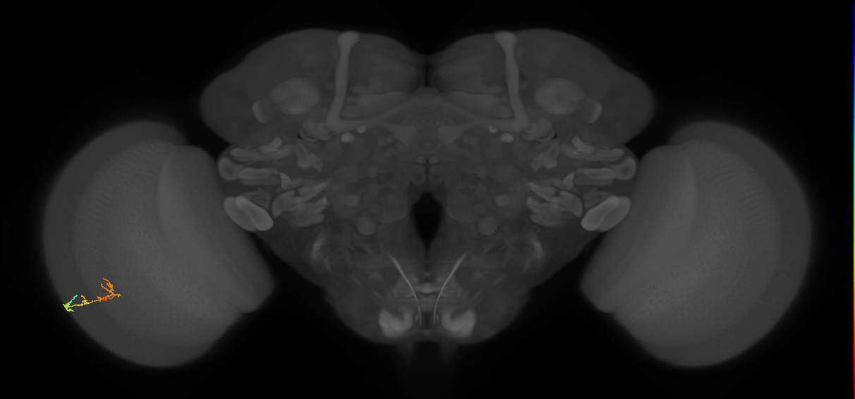 C2_L (MaleCNS:119858)