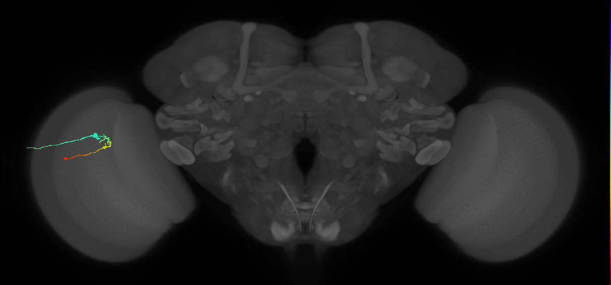 C2_L (MaleCNS:165392)