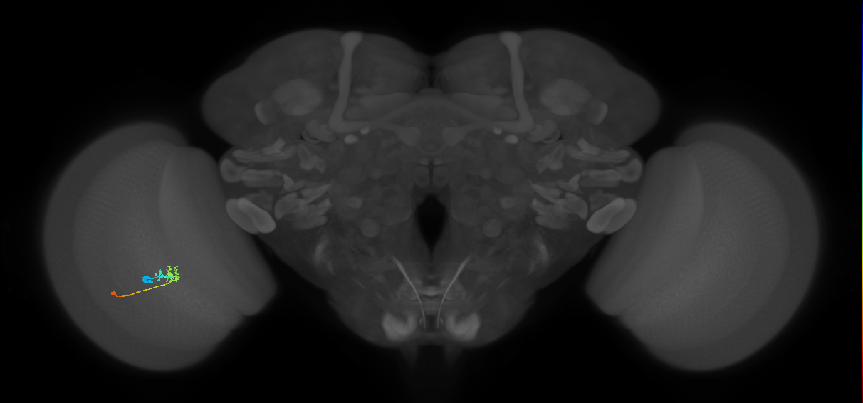 C2_L (MaleCNS:133927)