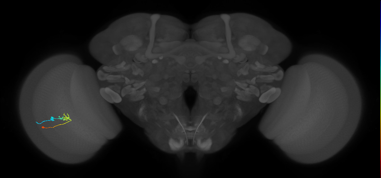 C2_L (MaleCNS:146216)