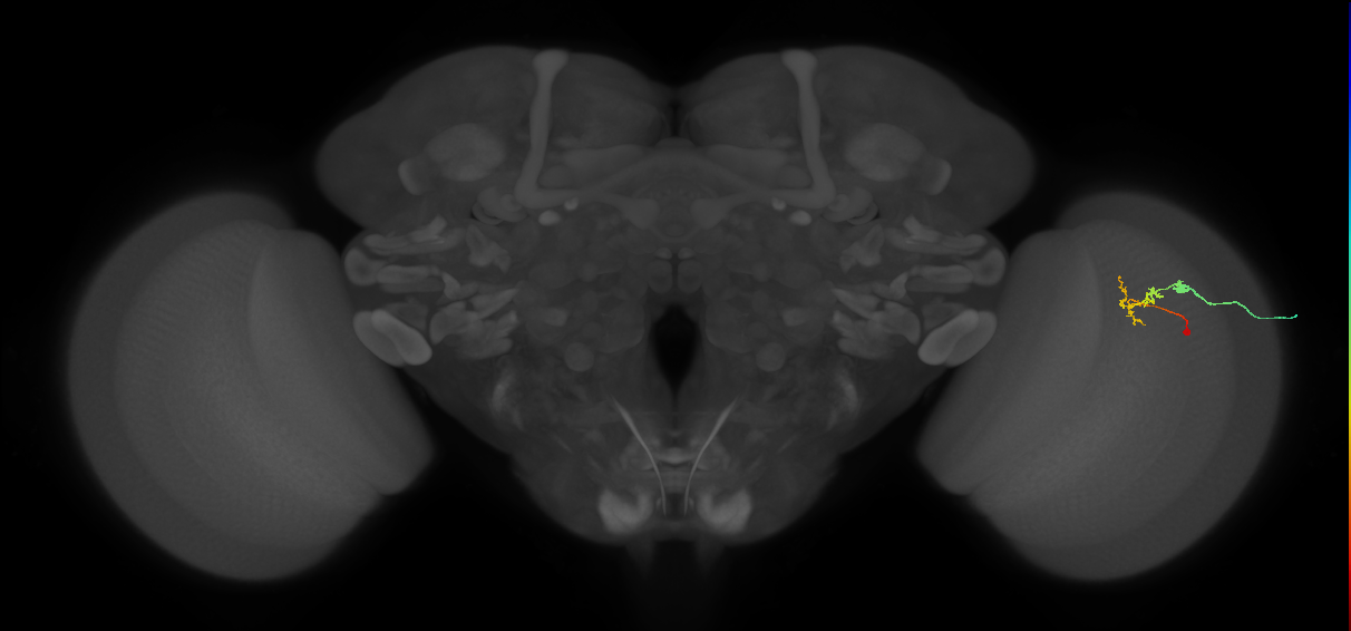 C2_R (MaleCNS:90192)