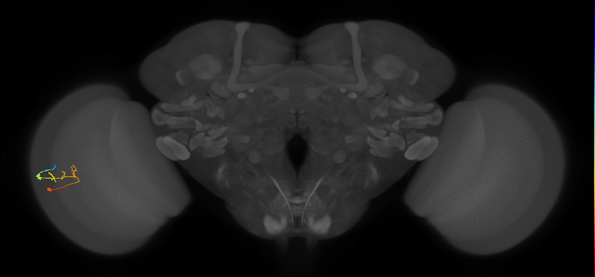 C2_L (MaleCNS:154905)