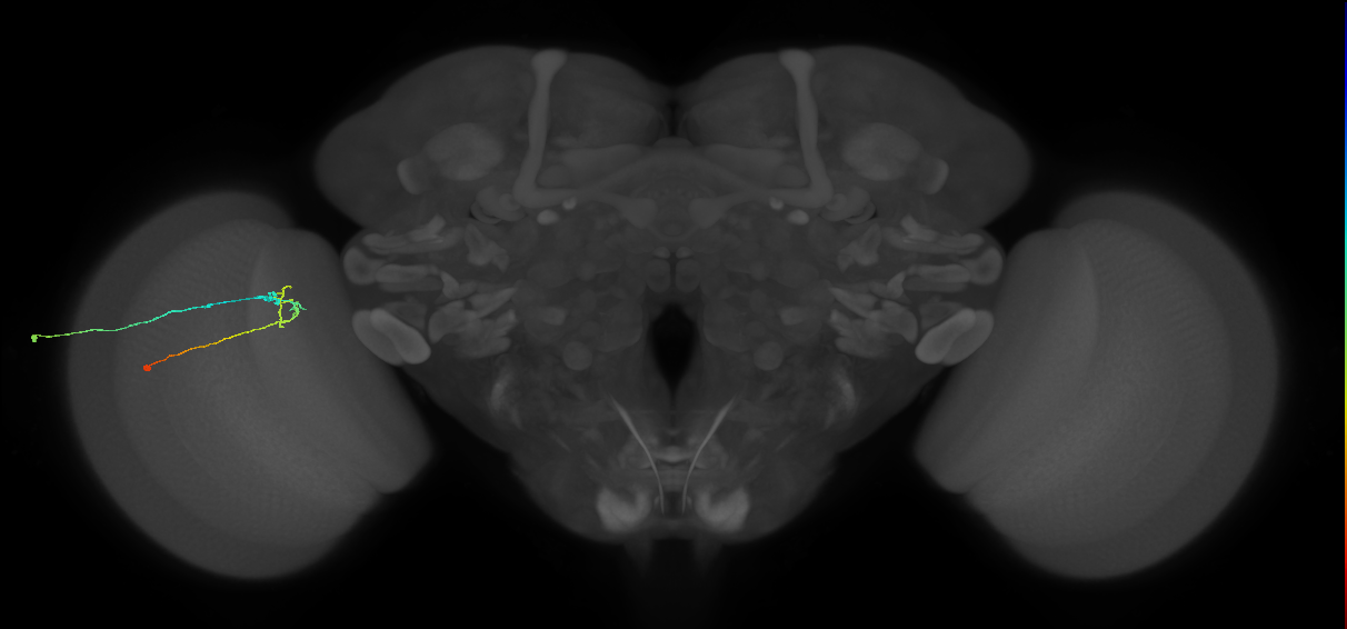 C2_L (MaleCNS:167614)