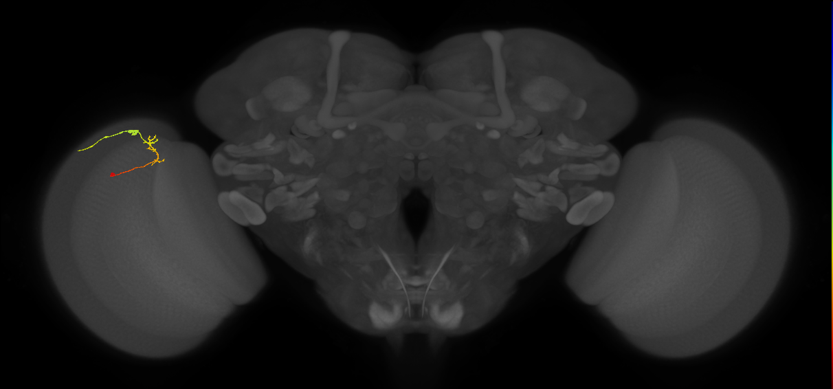 C2_L (MaleCNS:106605)