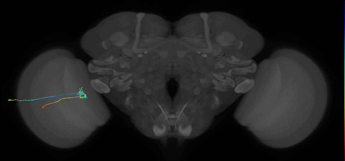 C2_L (MaleCNS:161306)