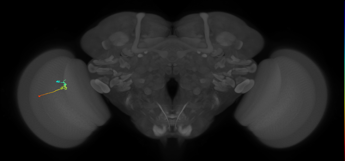 C2_L (MaleCNS:114158)