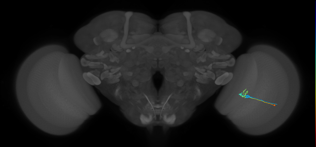 C2_R (MaleCNS:82307)