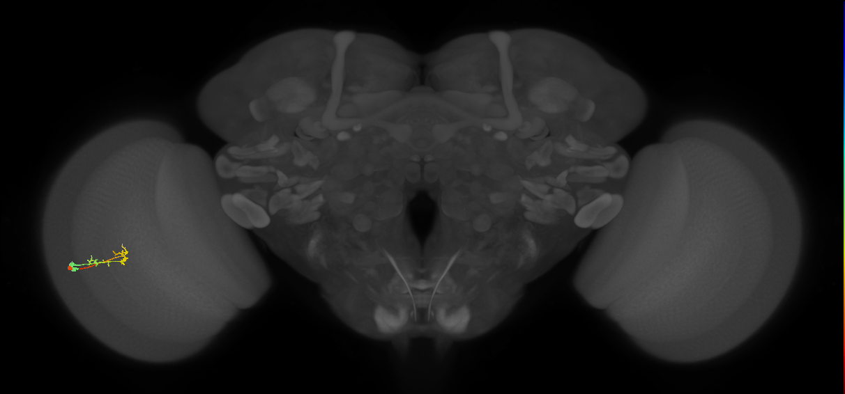 C2_L (MaleCNS:157566)