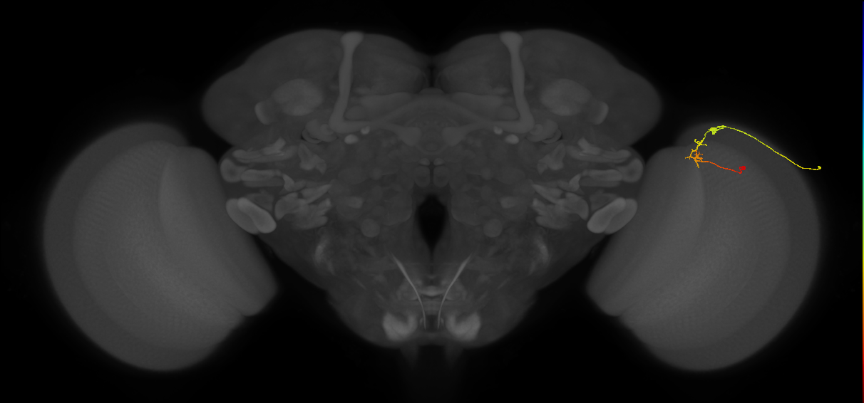 C2_R (MaleCNS:104508)