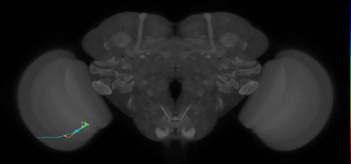C2_L (MaleCNS:56789)