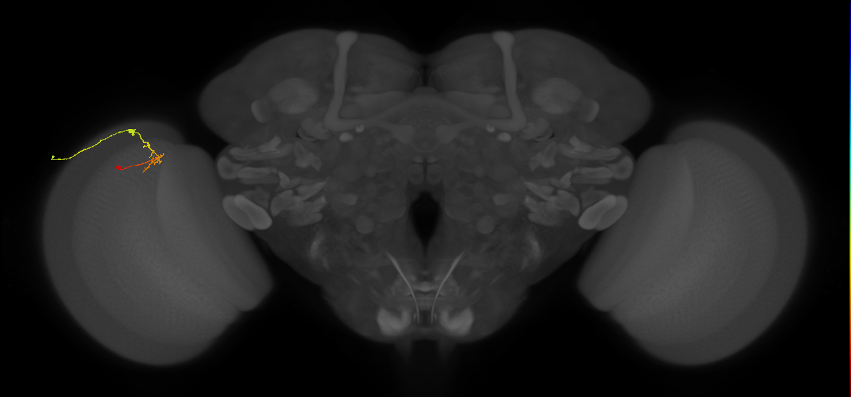 C2_L (MaleCNS:121551)