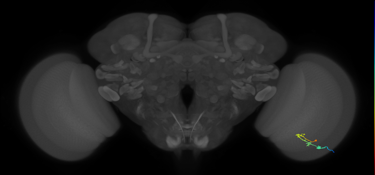 C2_R (MaleCNS:98355)