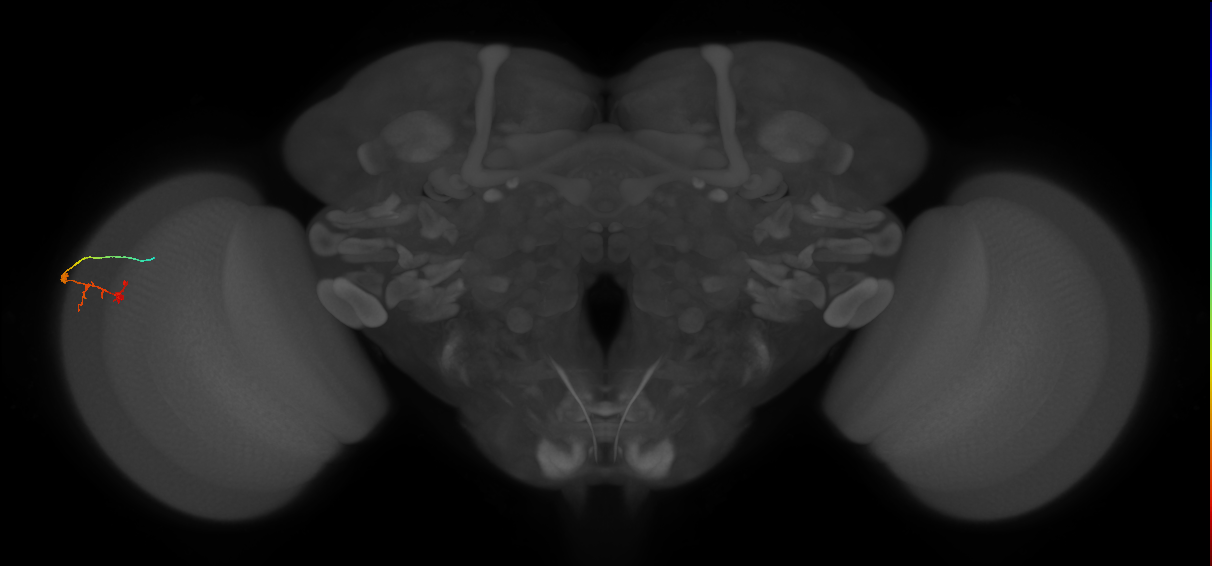 C2_L (MaleCNS:126535)
