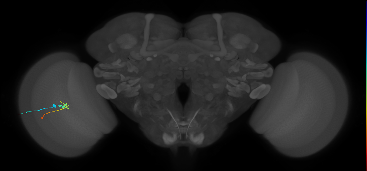 C2_L (MaleCNS:124927)