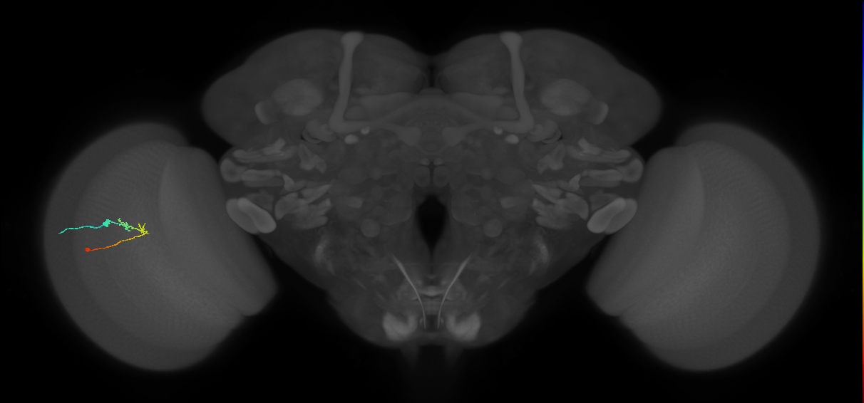 C2_L (MaleCNS:165589)