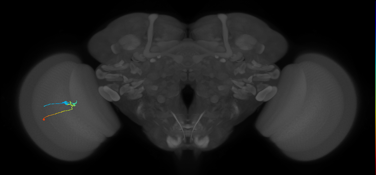 C2_L (MaleCNS:134243)