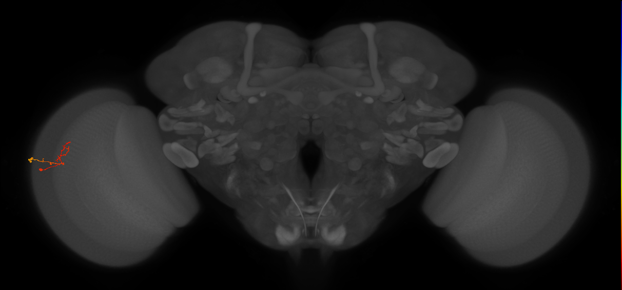 C2_L (MaleCNS:163326)