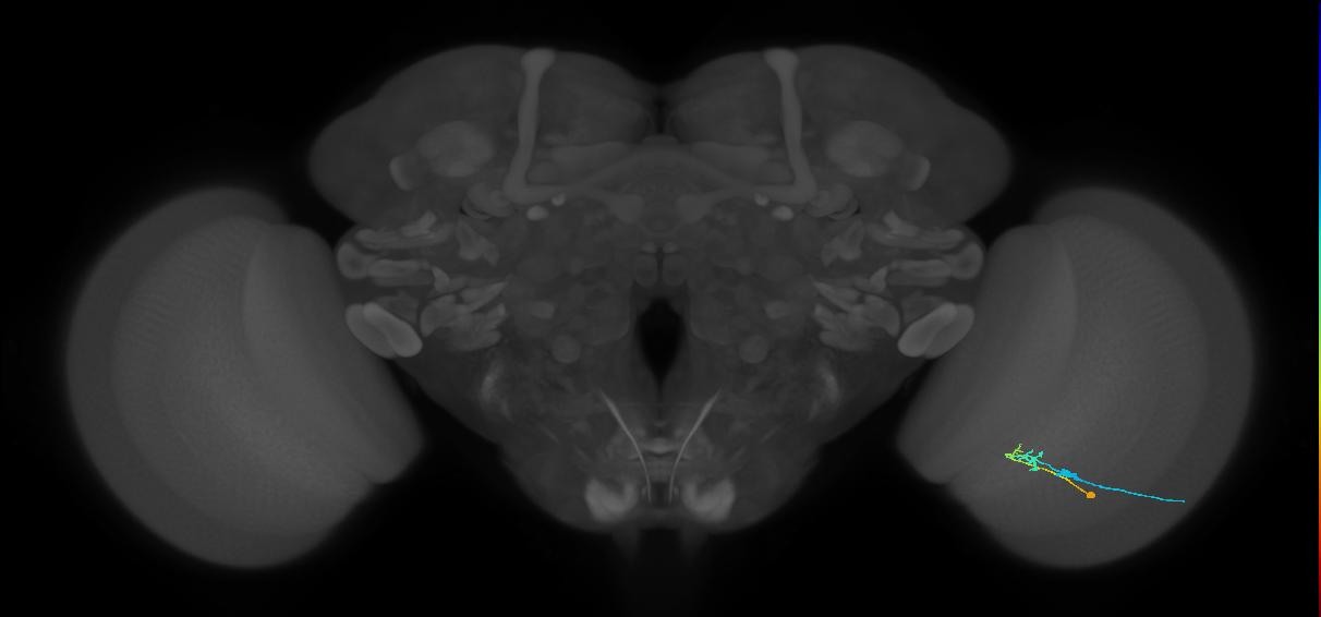 C2_R (MaleCNS:82660)