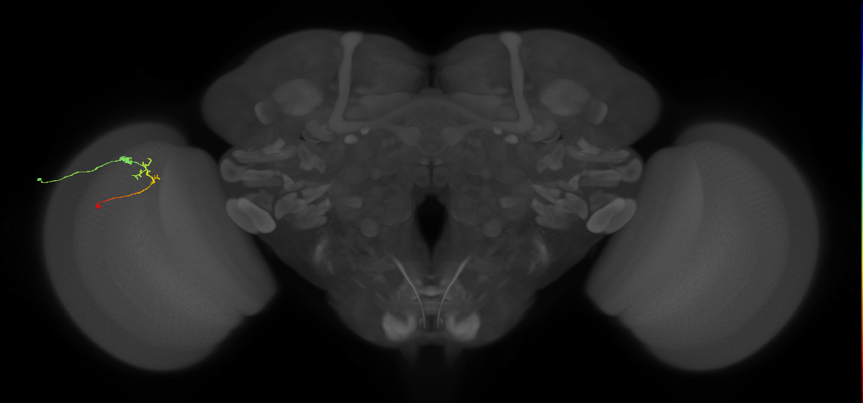 C2_L (MaleCNS:163790)