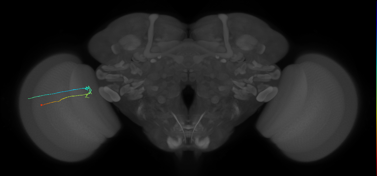 C2_L (MaleCNS:164457)