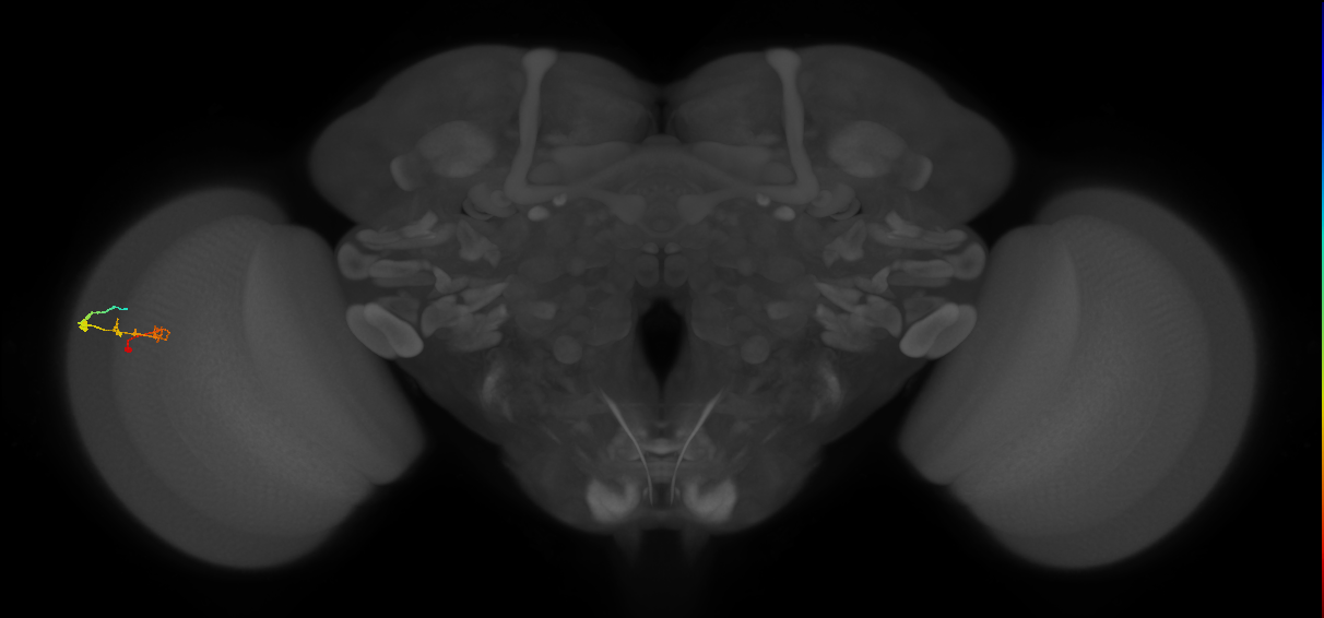 C2_L (MaleCNS:116225)
