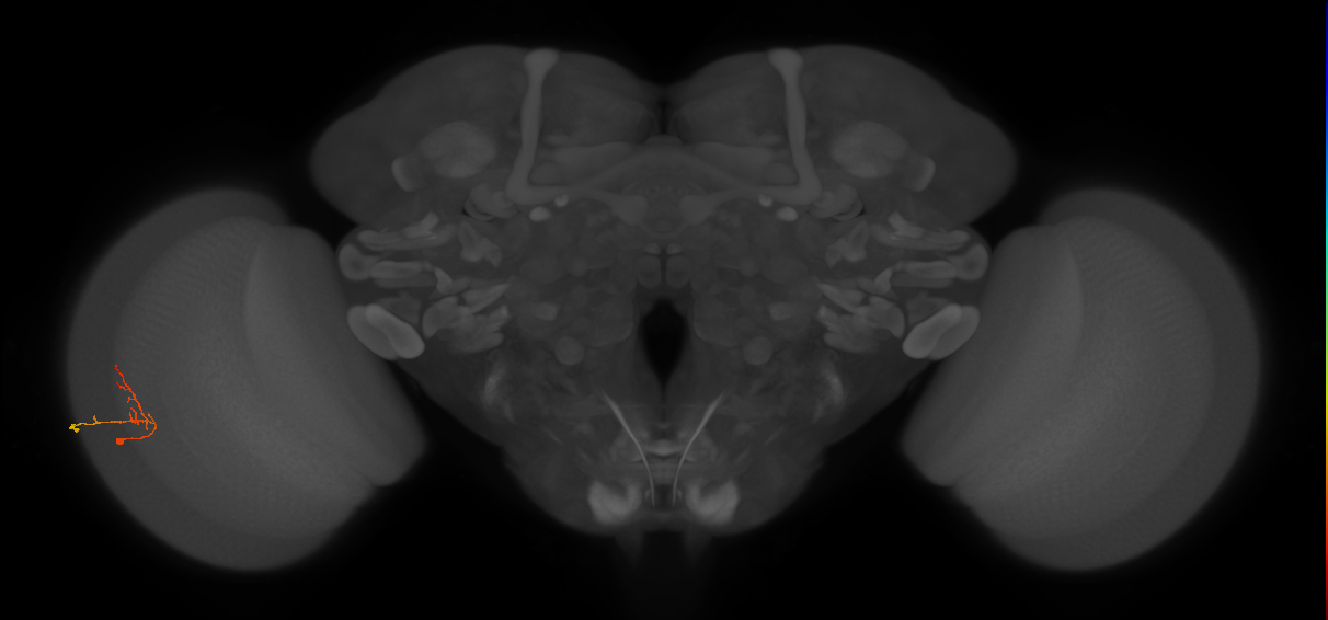 C2_L (MaleCNS:115620)
