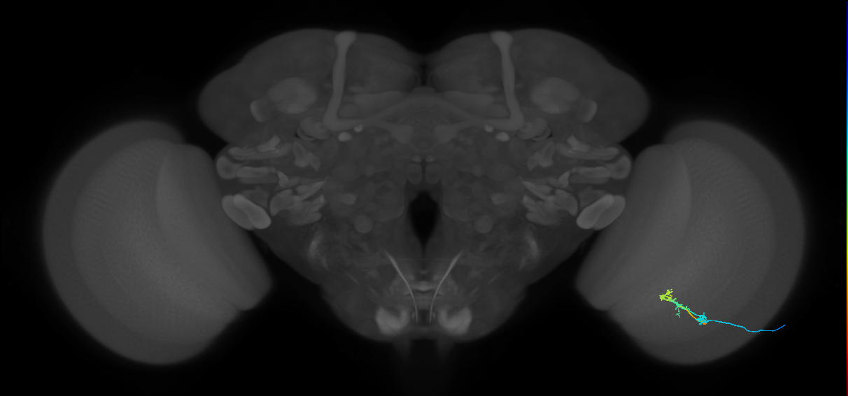 C2_R (MaleCNS:91746)