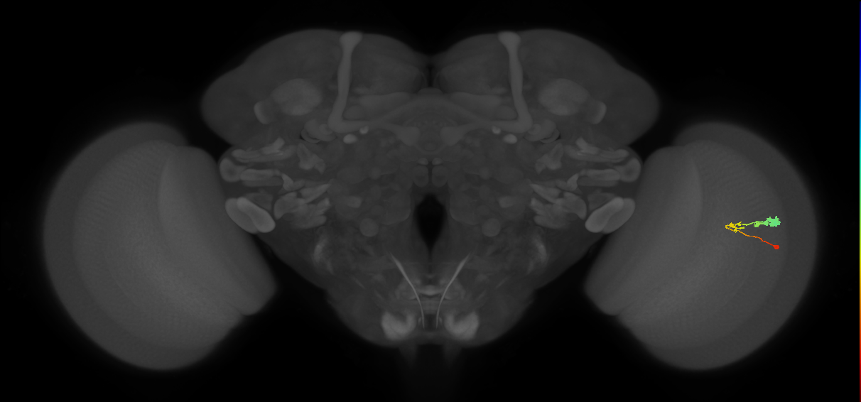 C3_R (MaleCNS:57961)