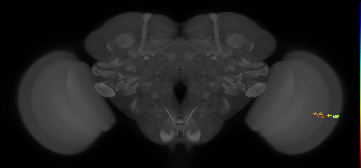 C3_R (MaleCNS:57444)