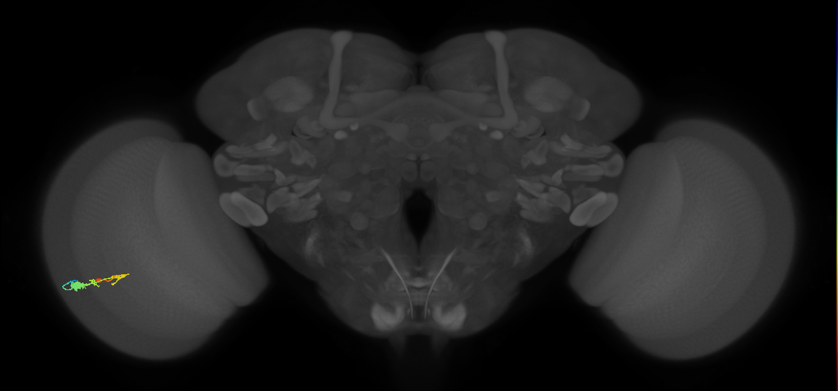 C3_L (MaleCNS:52259)