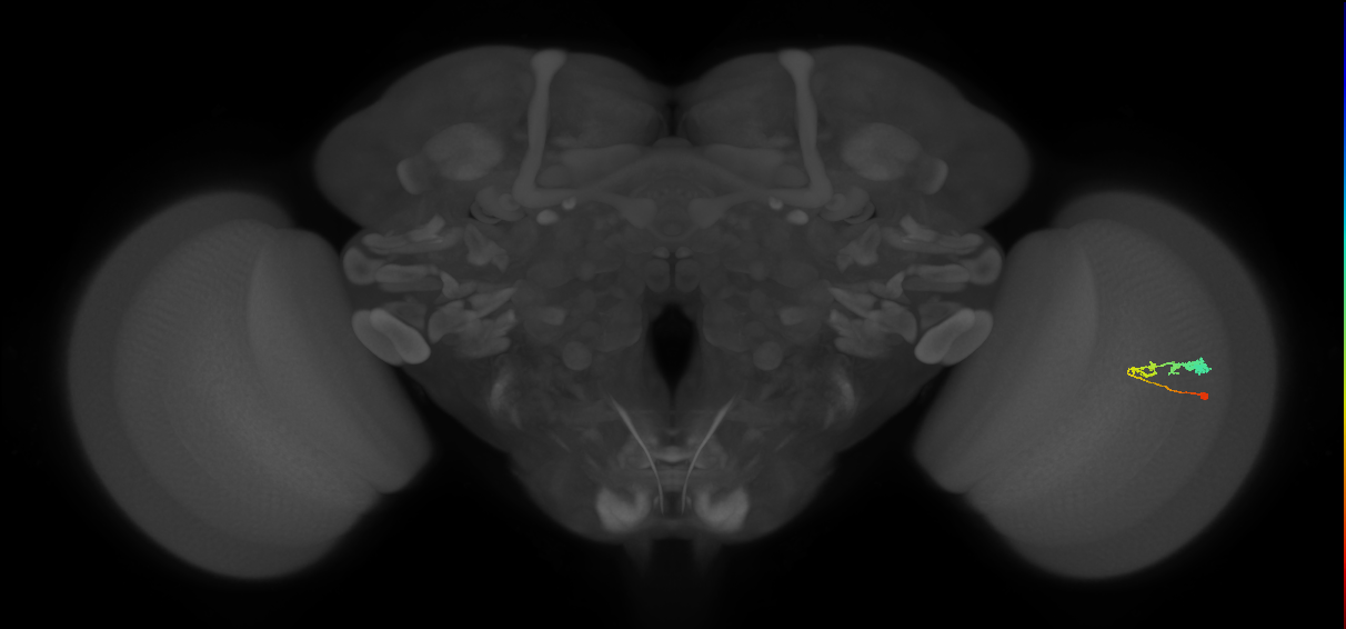 C3_R (MaleCNS:54816)